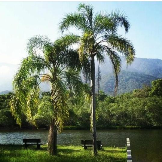 Suites Proximo Ao Rio Jaguareguava Em Bertioga Exteriör bild